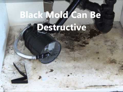 Mold can be a real problem after flood damage