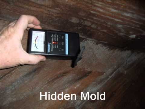 El Cajon Mold Mitigation watch